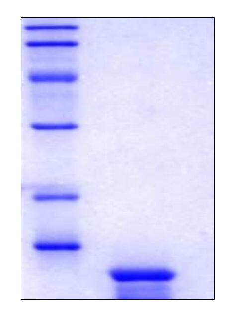 1. M.W. marker – 14, 21, 31, 45, 66, 97 kDa<br />2. reduced and heated sample, 2.5 μg/lane